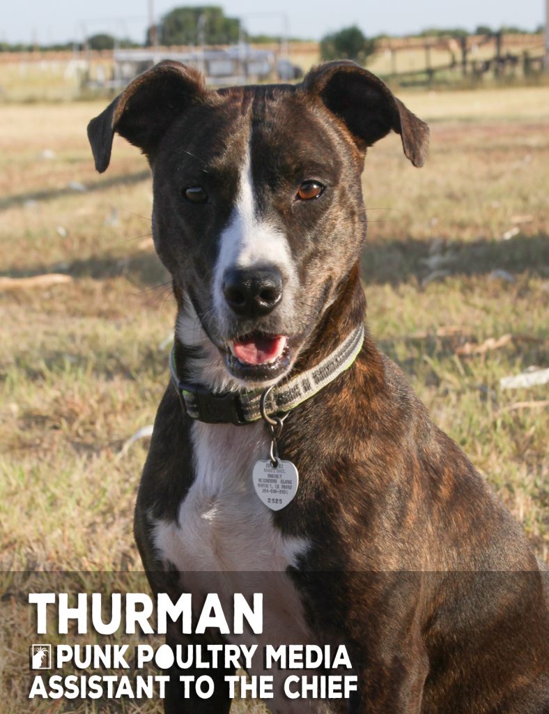 Thurman, Assistant to the Chief